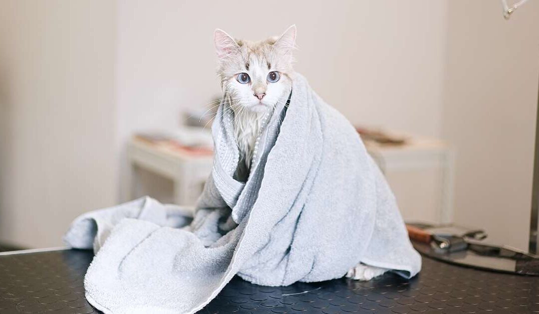 Peluquería Felina en Manizales: Recogemos y Entregamos tu Gato Transformado en Menos de 3 Horas