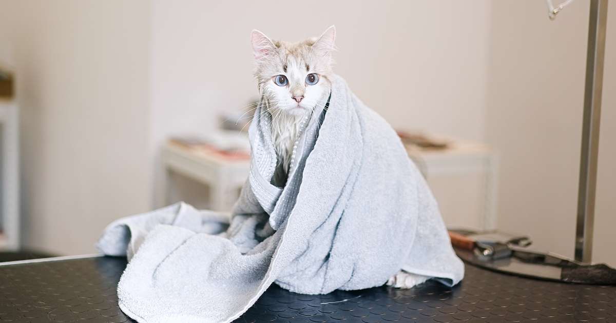 Peluquería Felina En Manizales